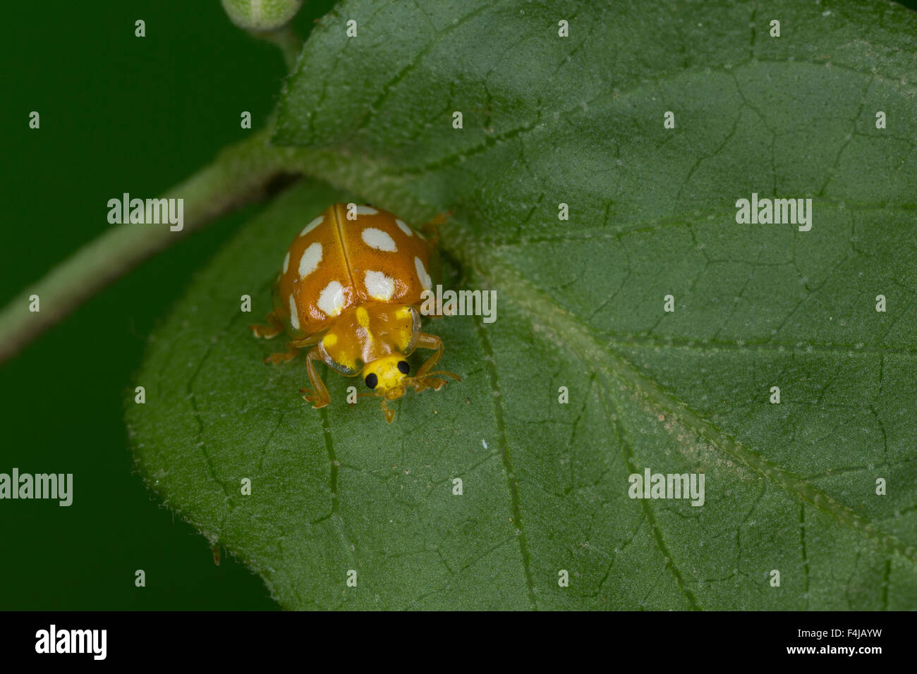 Orange ladybird, Sechzehnfleckiger Marienkäfer, Sechszehnpunkt ...