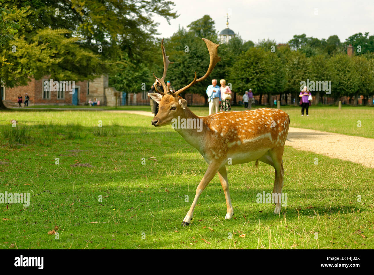A Fallow Deer at Dunham Massey Hall Deer Park, Dunham Park, Altrincham