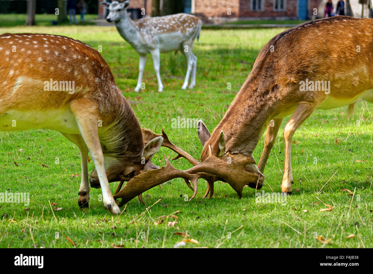 Fallow Deer at Dunham Massey Hall Deer Park, Dunham Park, Altrincham, Trafford, Greater Manchester. Stock Photo