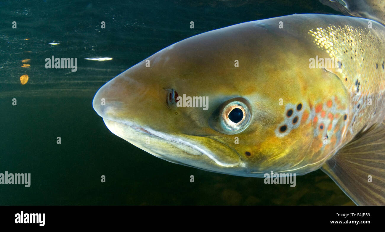 Atlantic salmon (Salmo salar) female, portrait, River Orkla, Norway