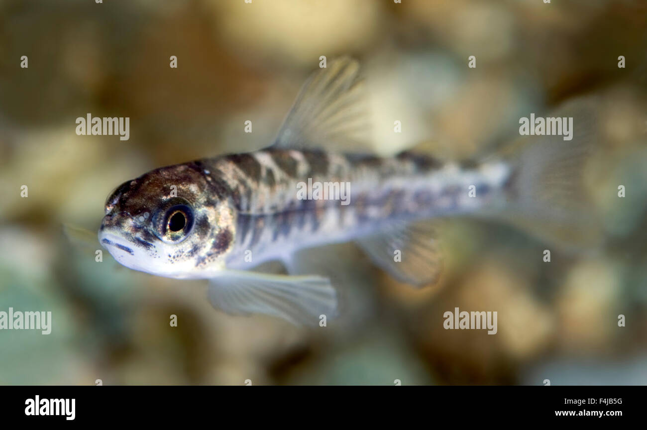 Atlantic Salmon Fry