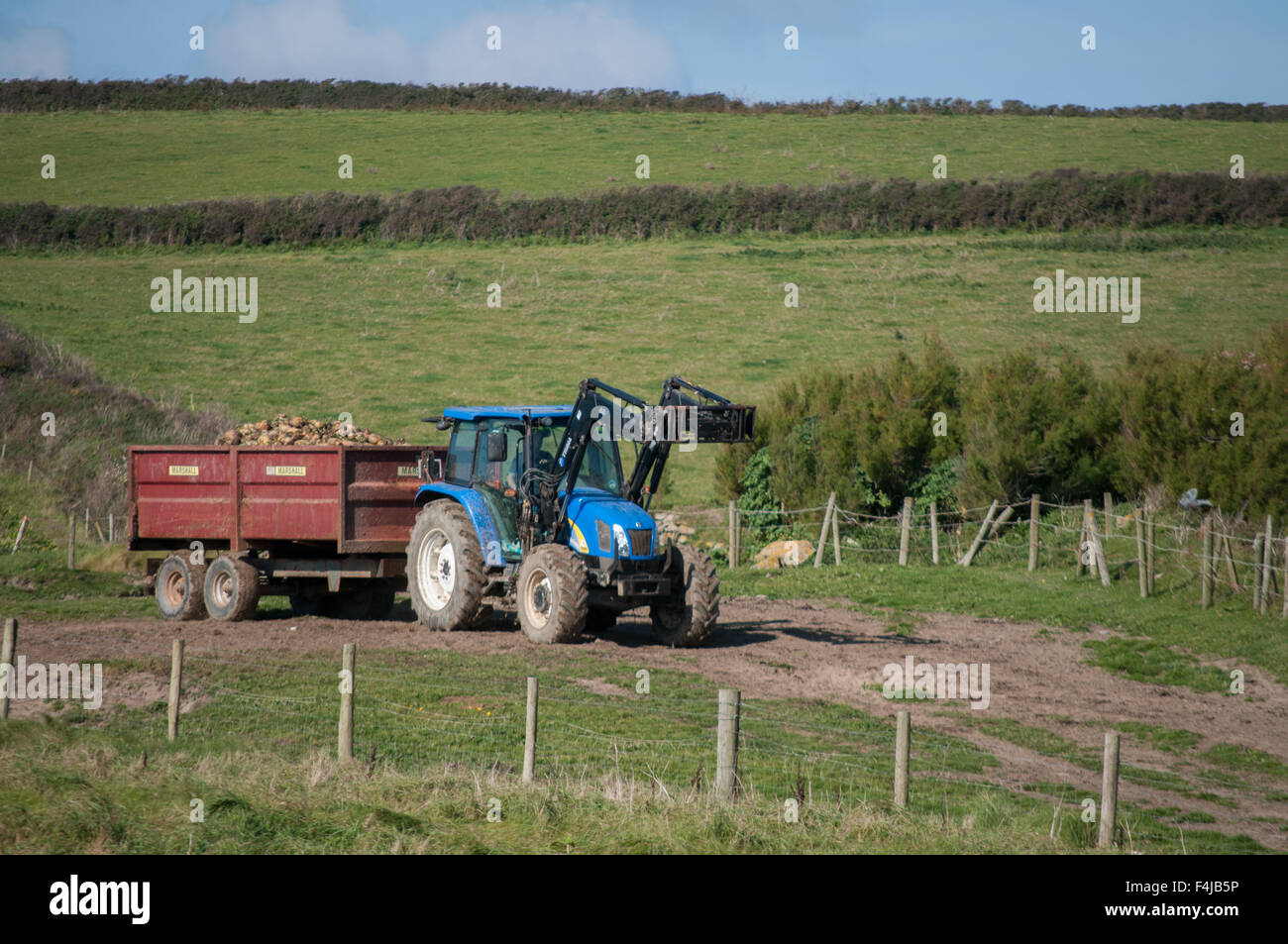 A tractor bringing turnips in from the field Stock Photo