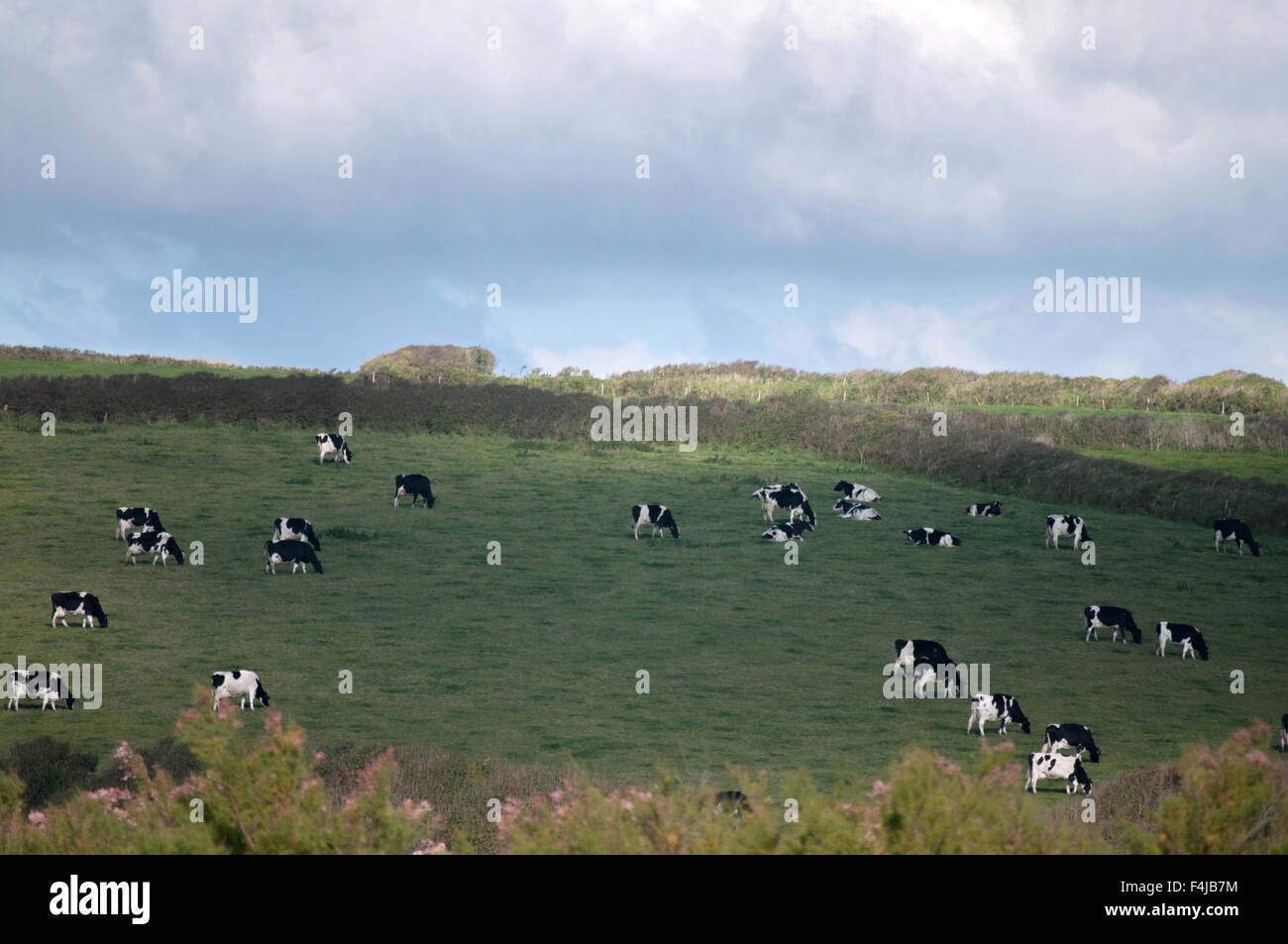 Friesian cows in a field in Cornwall UK Stock Photo