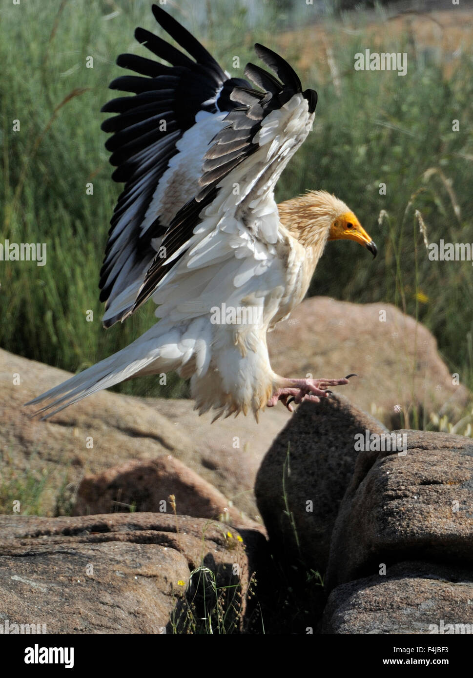 Egyptian vulture (Neophron percnopterus) landing, Faia Brava Reserve, Coa valley, Portugal, May Stock Photo