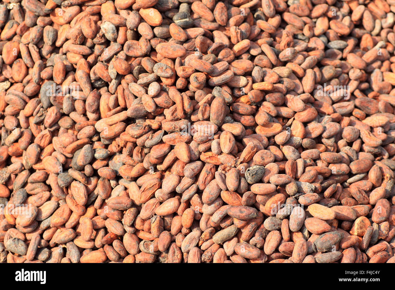 Cocoa bean pod africa ghana hires stock photography and images Alamy