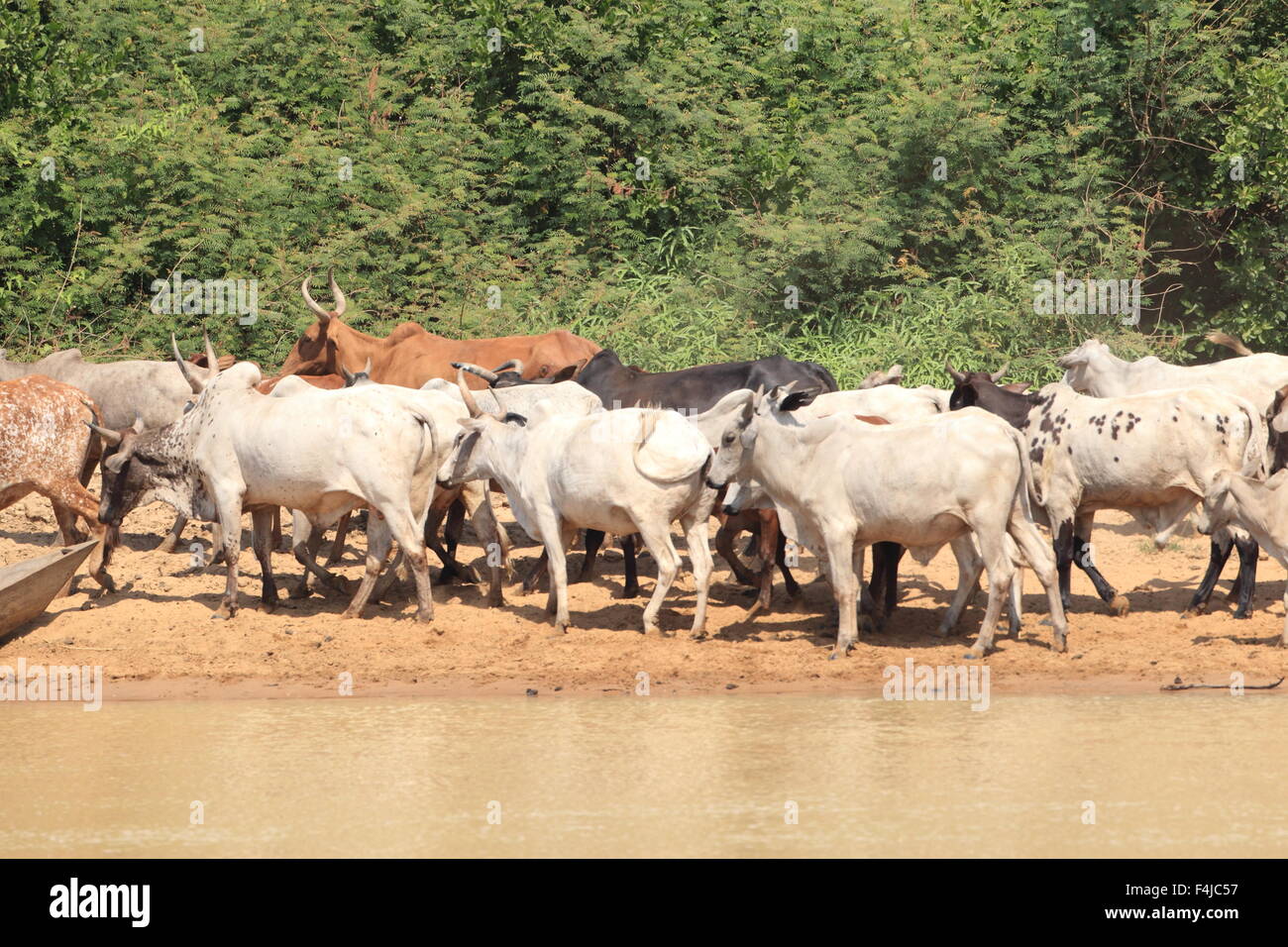 A herd of cows in Ghana Stock Photo Alamy