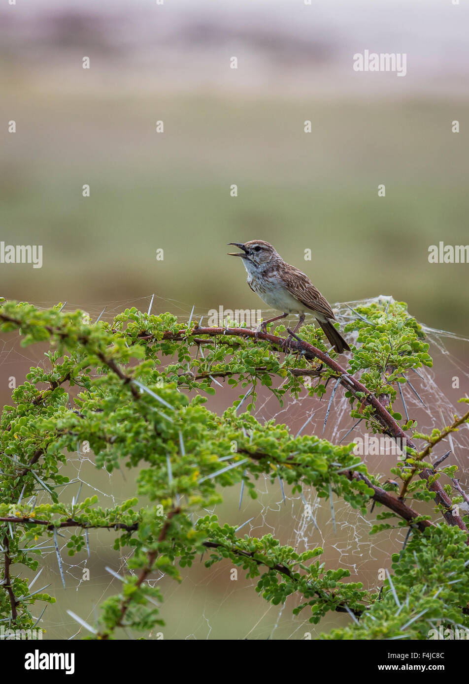 Manakin bird singing perched on tree branch. Etosha National Park, Namibia, Africa Stock Photo