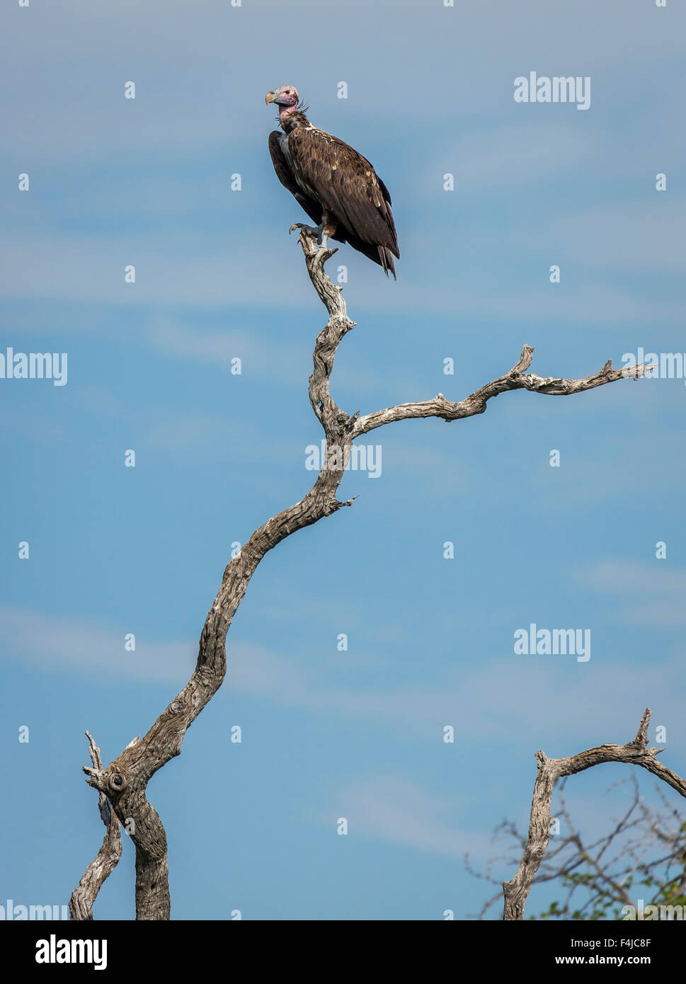 Vulture perched on a tree branch, Etosha National Park, Namibia, Africa Stock Photo