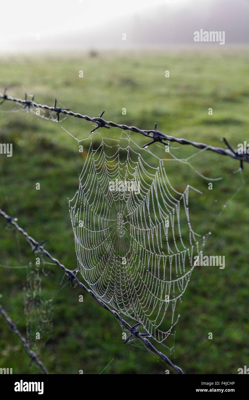 Dew covered single spiders web on a barbed wire fence, misty morning farmland Stock Photo