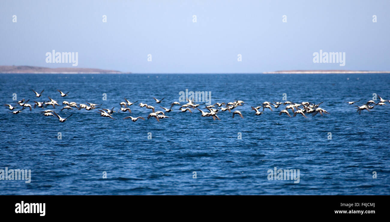 View of flock of birds flying above sea Stock Photo