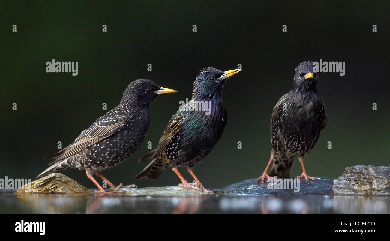 Groups starlings hires stock photography and images Alamy