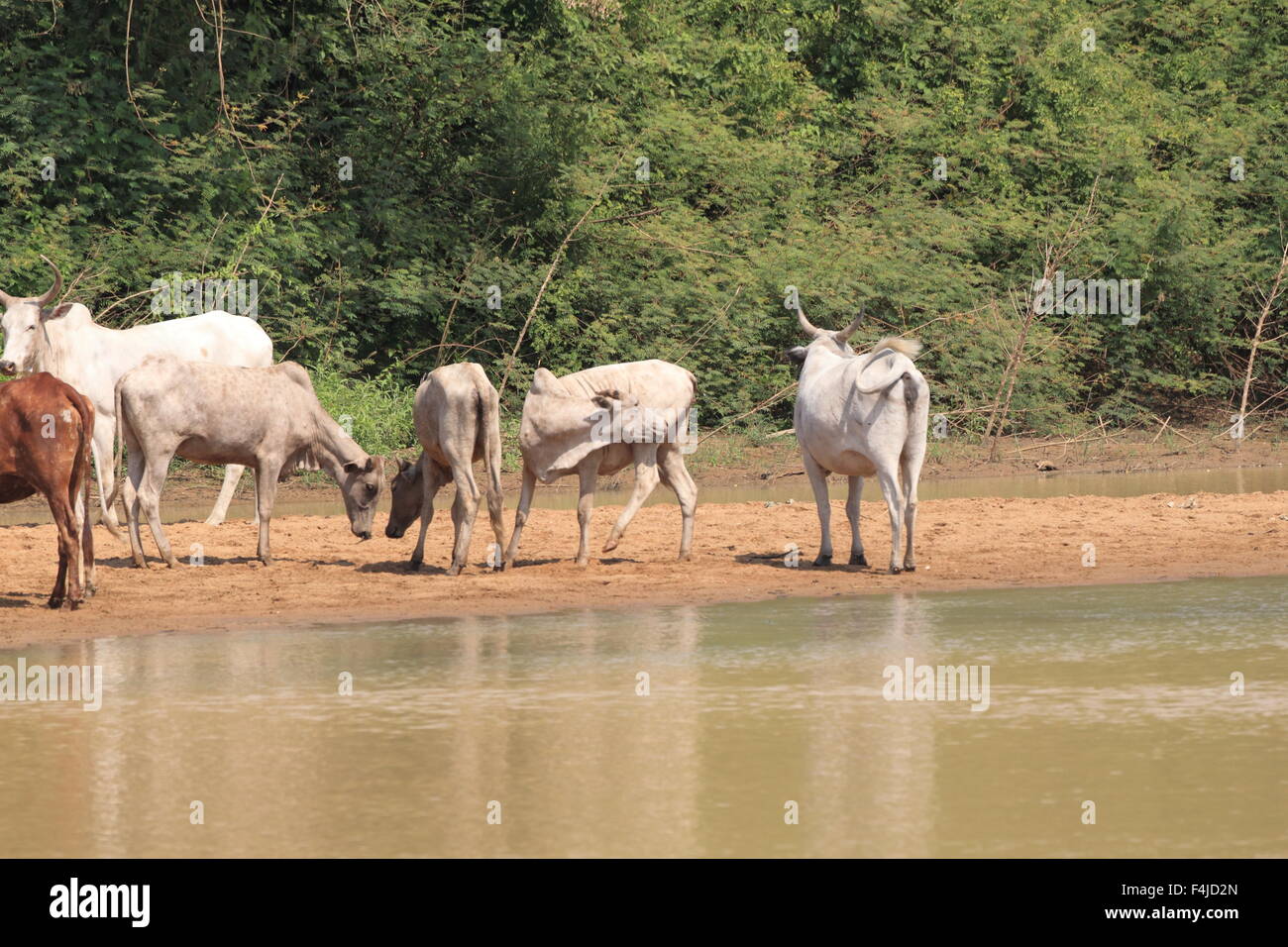 A herd of cows in Ghana Stock Photo Alamy