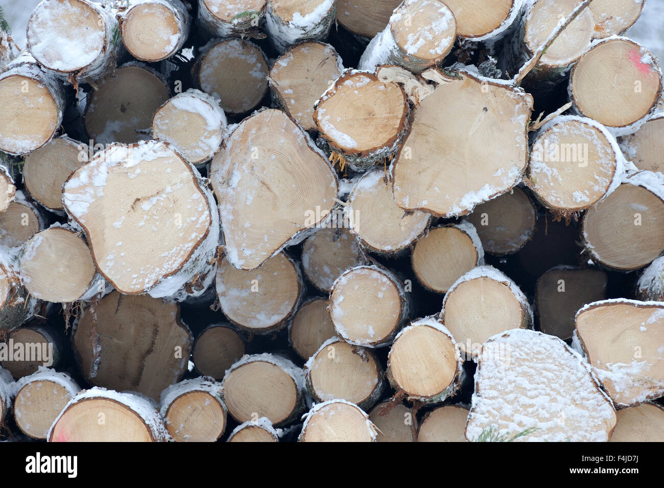 Scandinavia, Sweden, Uppland, Stack of log Stock Photo