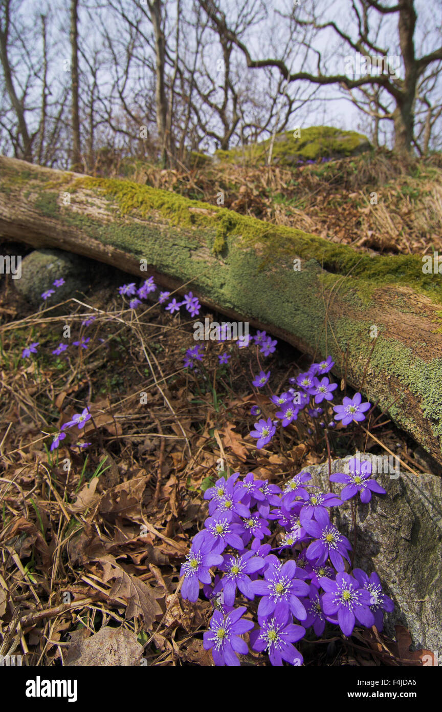Scandinavia, Sweden, Bohuslan, View of liverwort flowers in spring Stock Photo