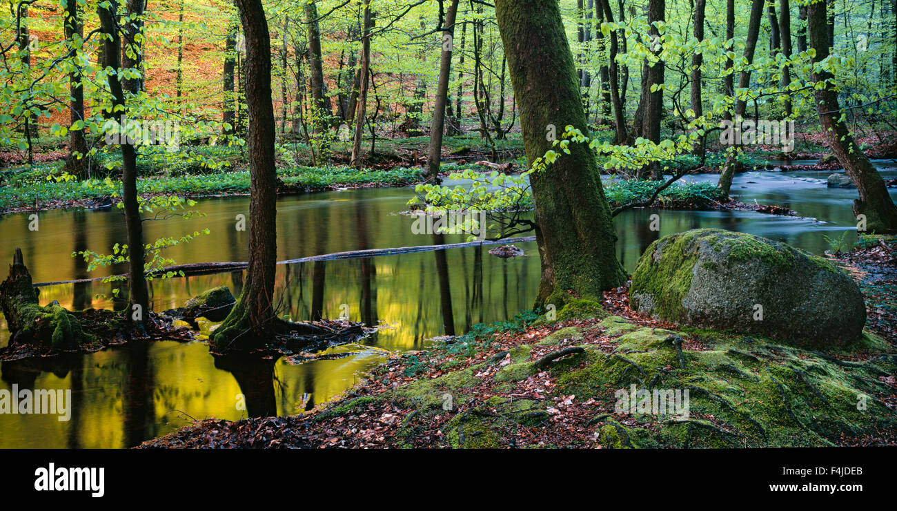 Scandinavia, Sweden, Skane, Trees reflecting in stream Stock Photo