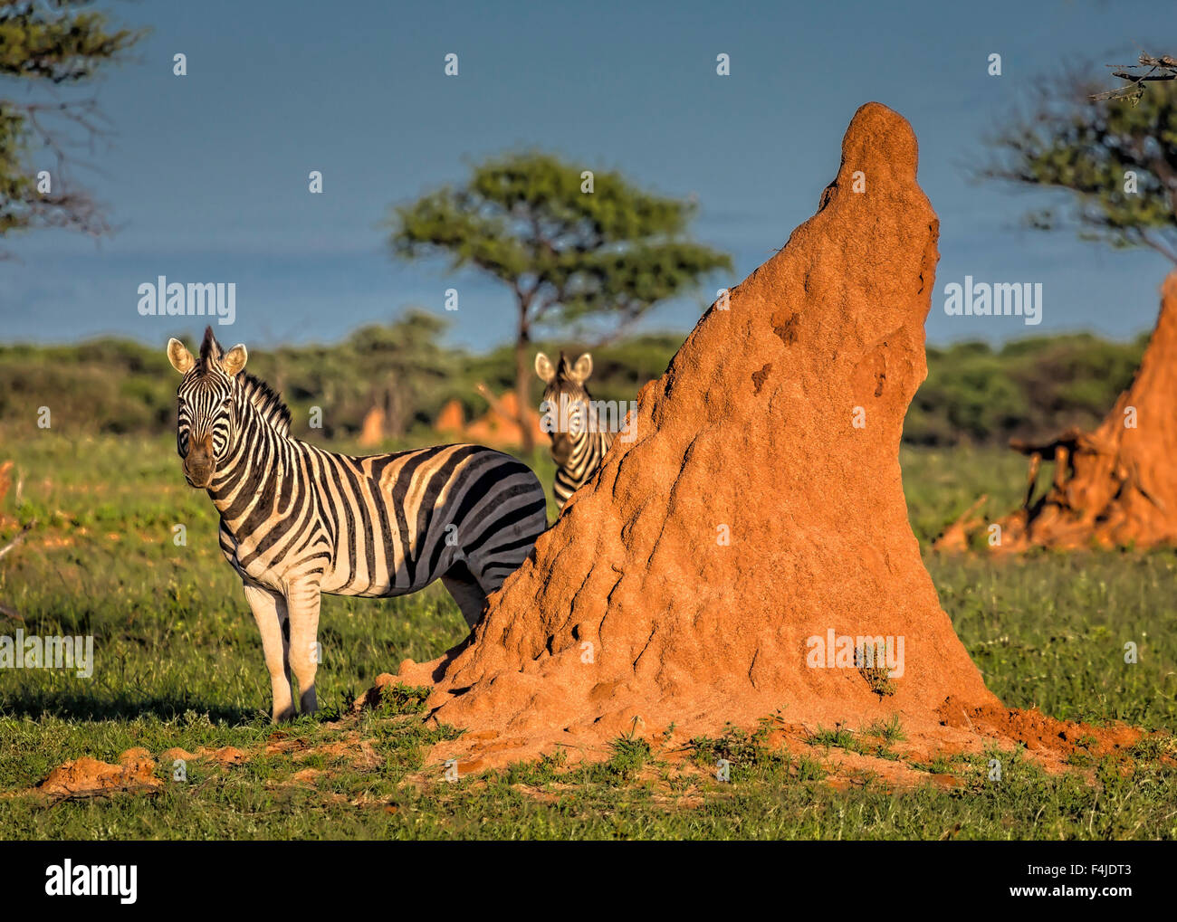 Zebras by termite mound, Okonjima, Namibia, Africa Stock Photo