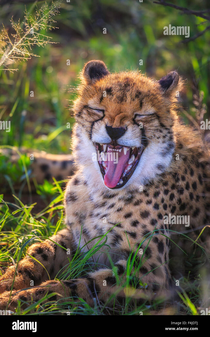 Cheetah with his mouth open, Etosha National Park, Namibia, Africa Stock Photo