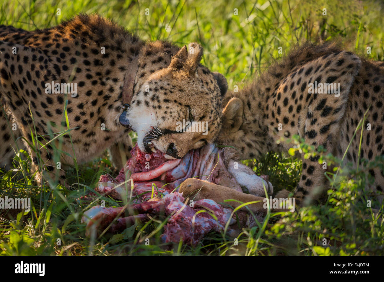 Cheetahs eating a gazelle, Etosha National Park, Namibia, Africa Stock Photo