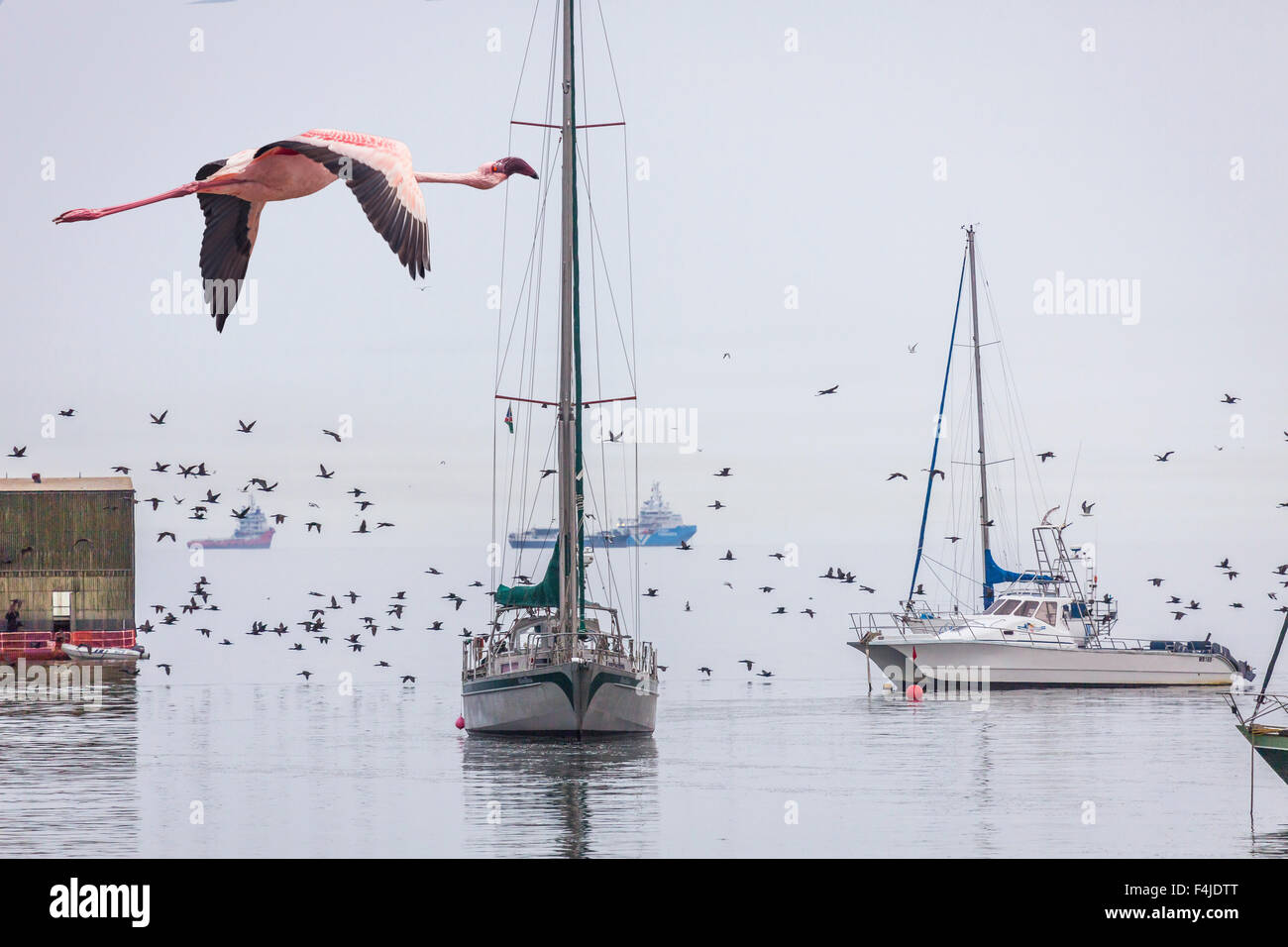 Flamingo flying by Walvis bay, Namibia, Africa Stock Photo