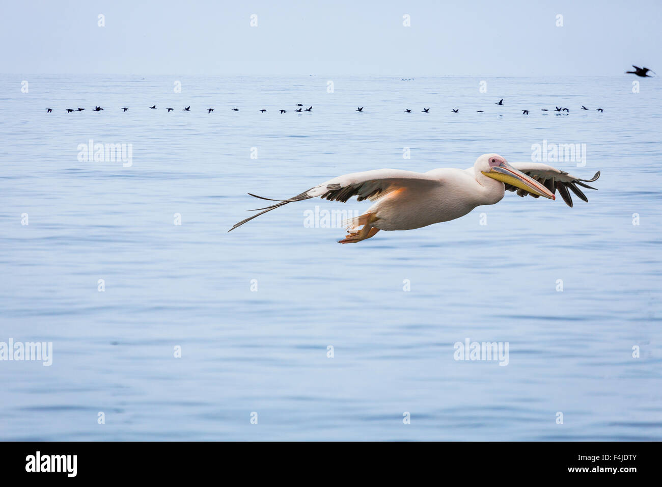 Pelican flying over Walvis Bay, Namibia, Iceland Stock Photo