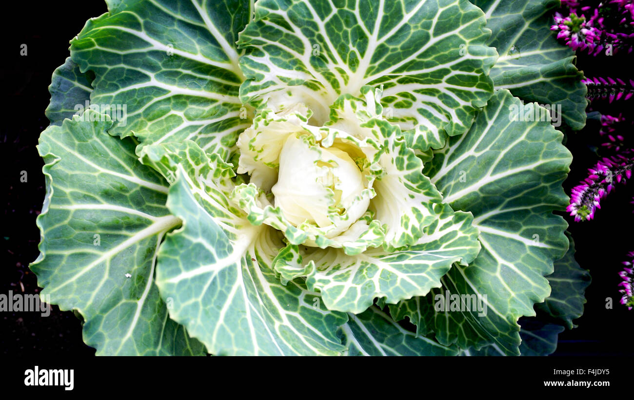 Closeup green cabbage in the garden Stock Photo