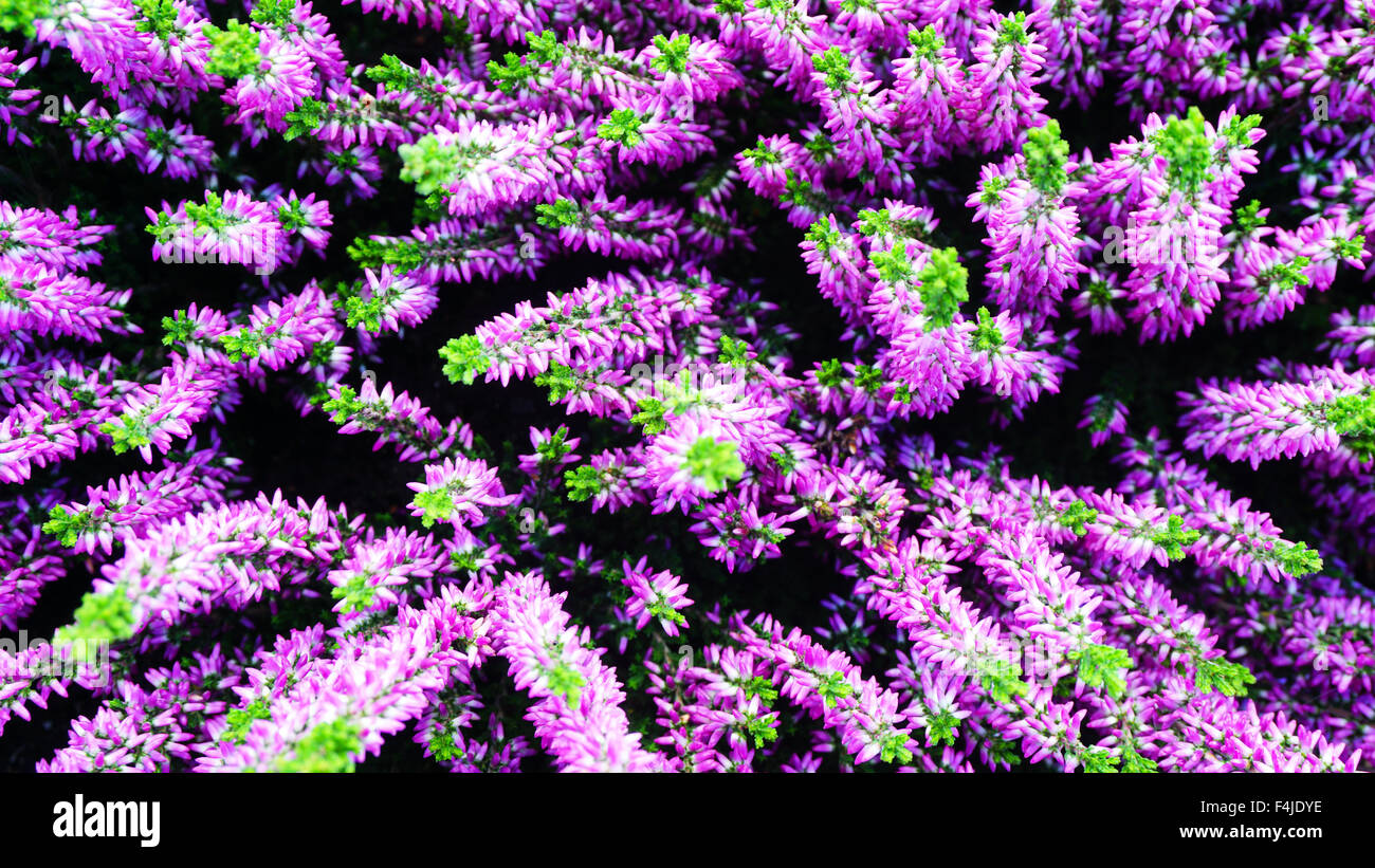 Purple flowers and green accent in the garden Stock Photo