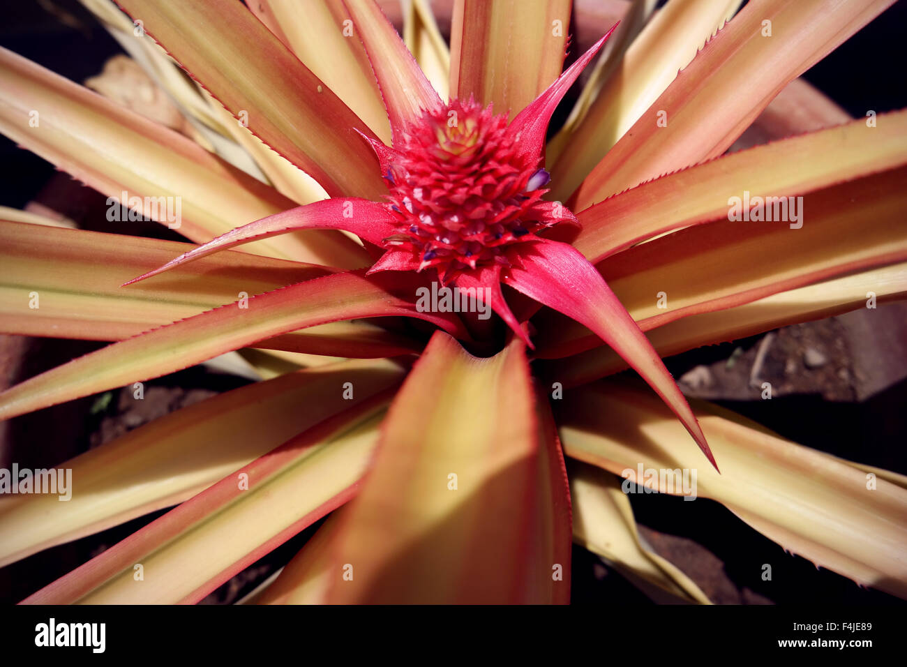 RED Tiny Pineapple Plant Stock Photo Alamy