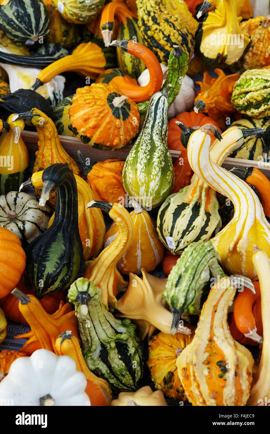Decorative Gourds Gourds Cucurbita Pepo Stock Photos Decorative