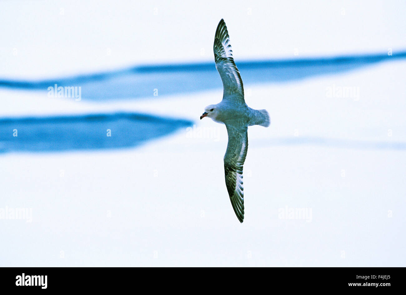 Flying fulmar, the Antarctic. Stock Photo