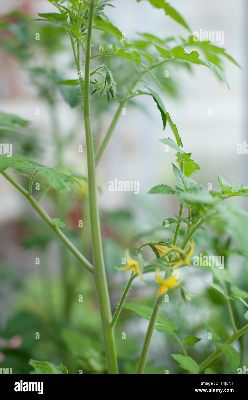 Tomato flowering hi-res stock photography and images - Alamy