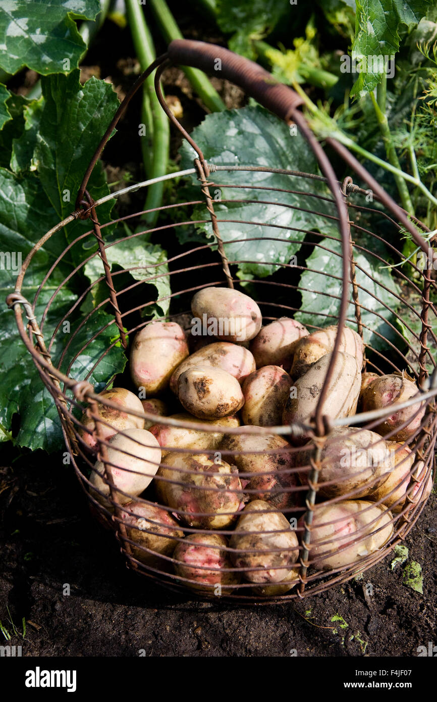 Potatoes in wire basket Stock Photo Alamy