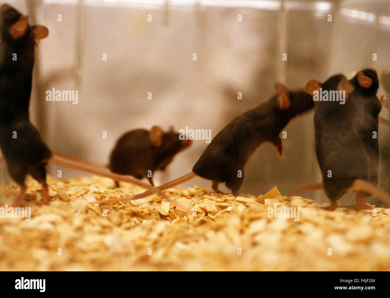 Mice climbing over glass container Stock Photo Alamy