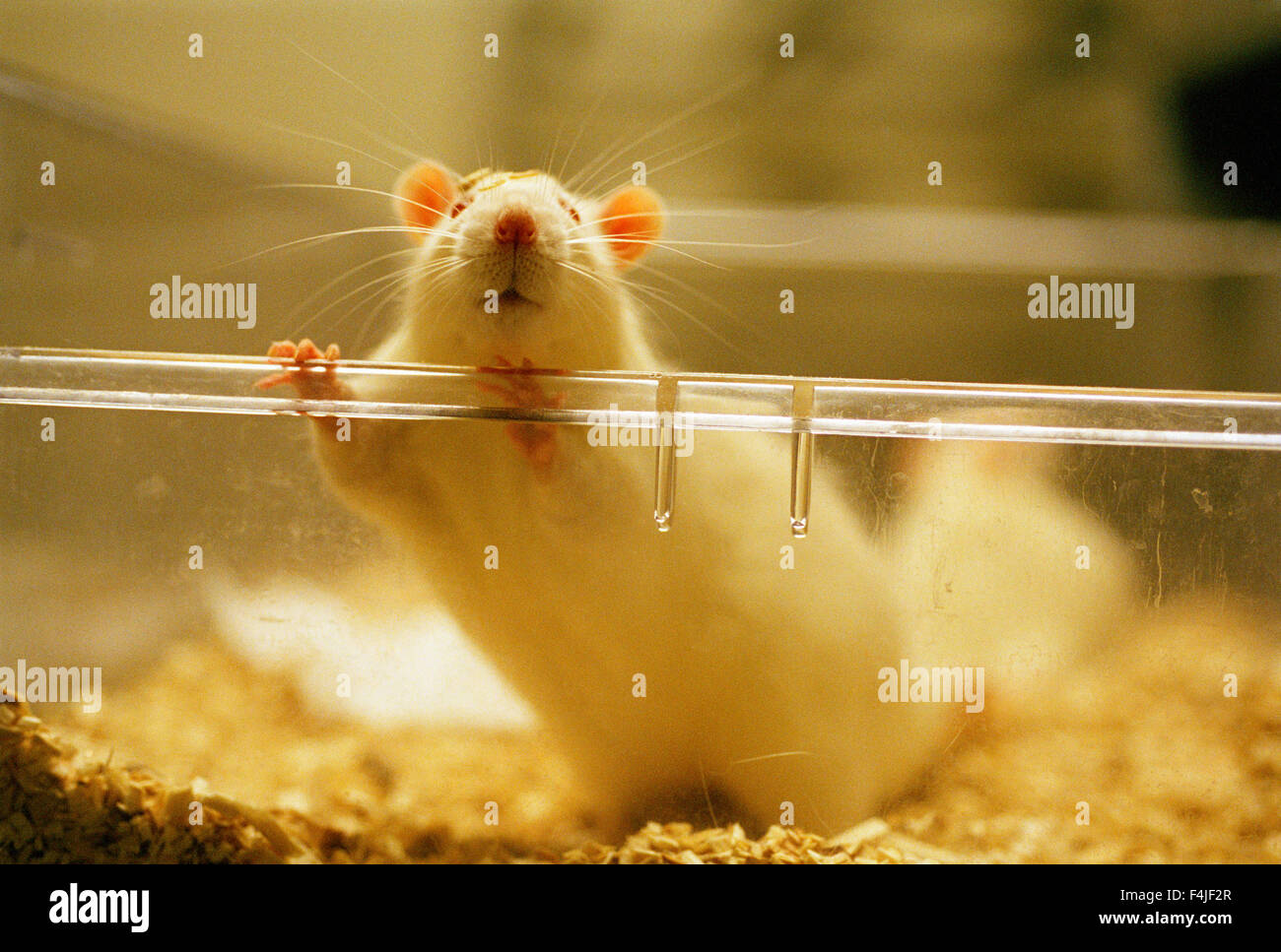 Mouse climbing over glass container Stock Photo Alamy
