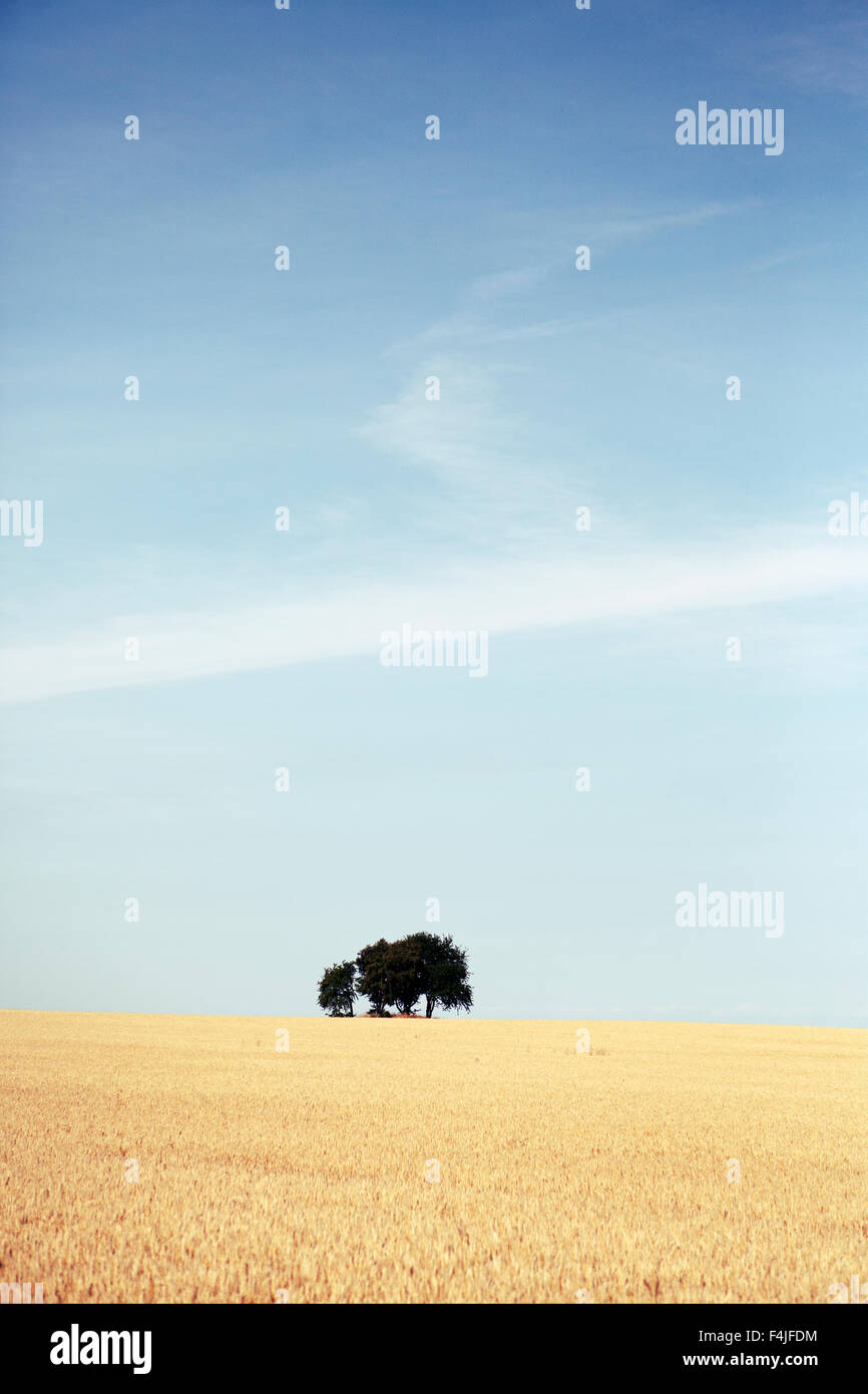 View of field Stock Photo - Alamy