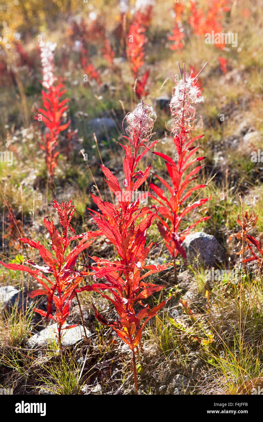 Flora image hi-res stock photography and images - Alamy