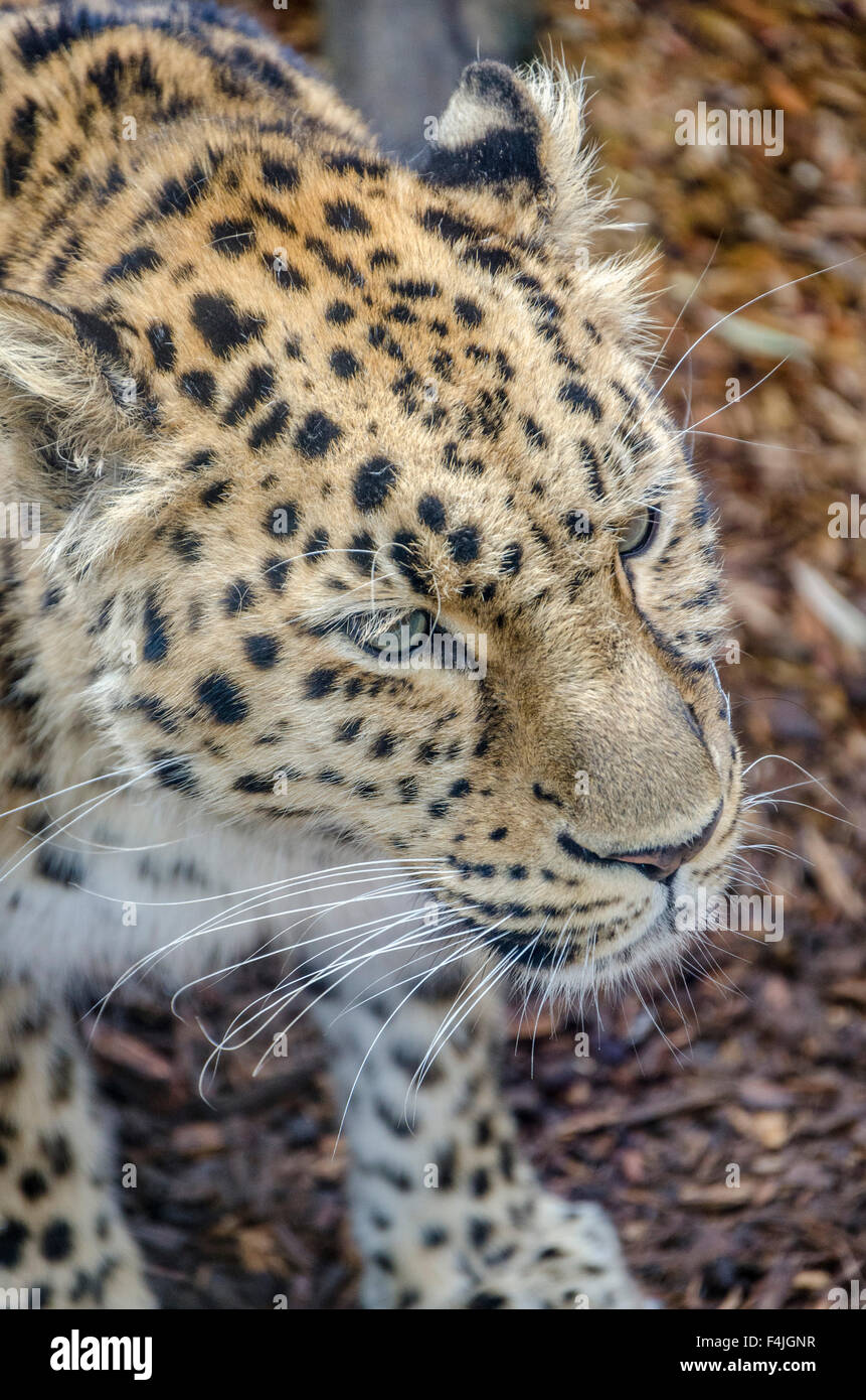 Animal at Colchester Zoo Stock Photo - Alamy