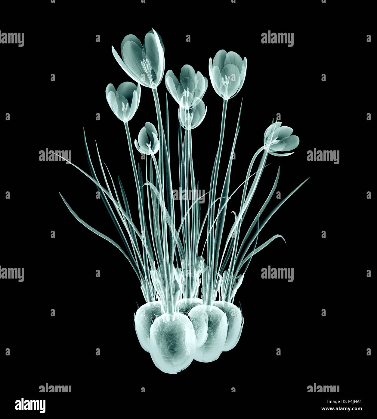 röntgen image of a flower isolated on black , the crocus Stock Photo