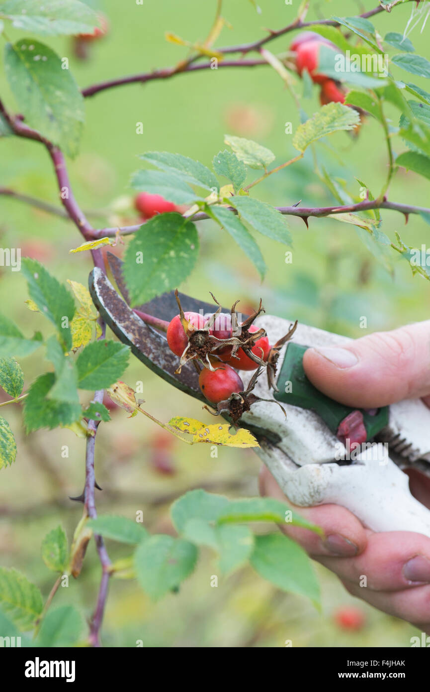 Foraging rosehips using secateurs to cut them from the plant Stock Photo