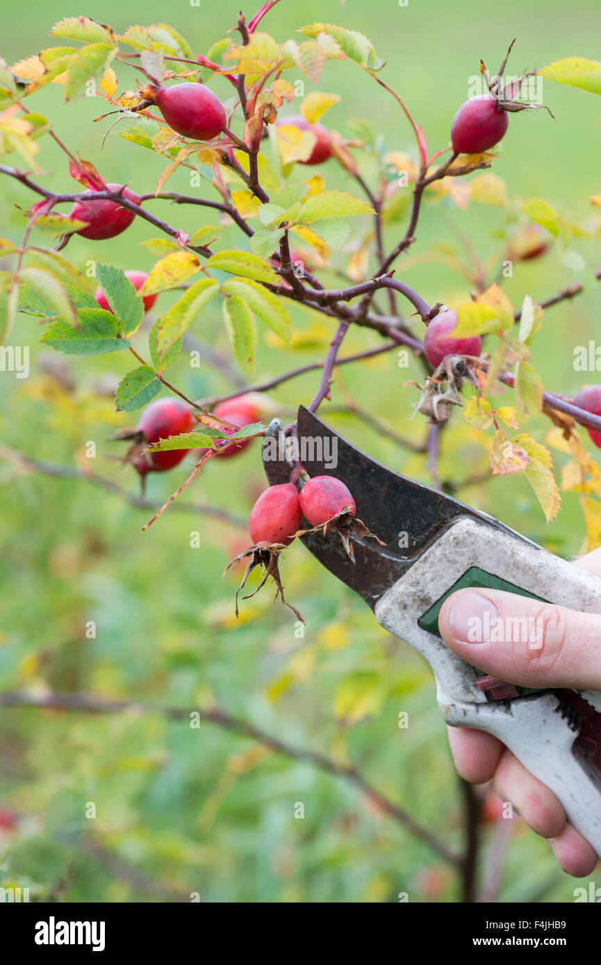 Foraging rosehips using secateurs to cut them from the plant Stock Photo