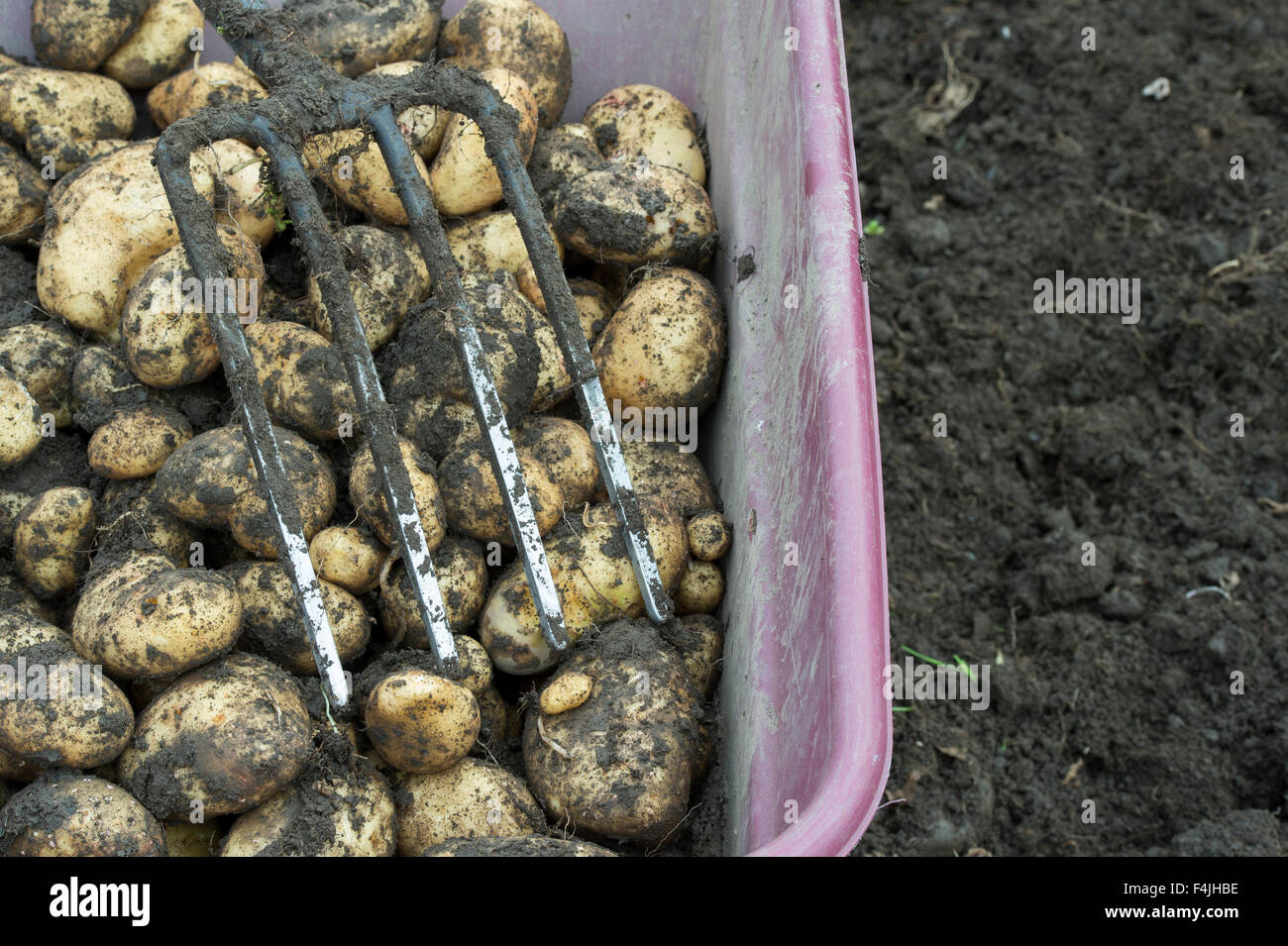 Harvested potatoes and garden fork in a wheelbarrow Stock Photo