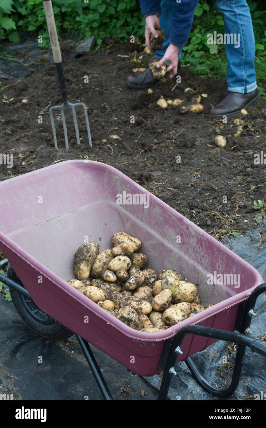 Gardener harvesting potatoes in a vegetable garden Stock Photo