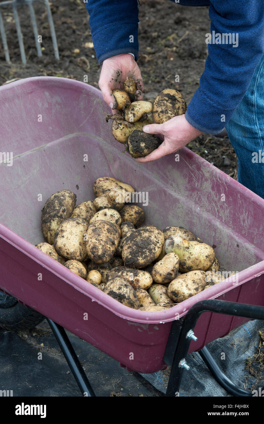 Gardener harvesting potatoes in a vegetable garden Stock Photo