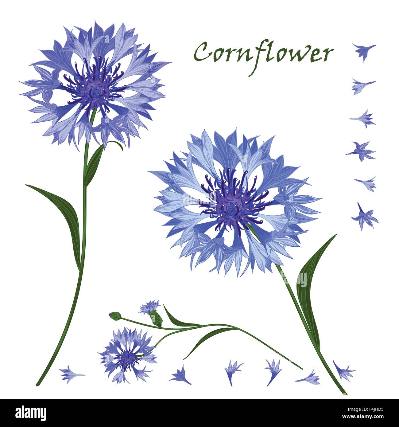 Hand-drawn bouquet of beautiful blue cornflower, isolated pattern Stock Vector