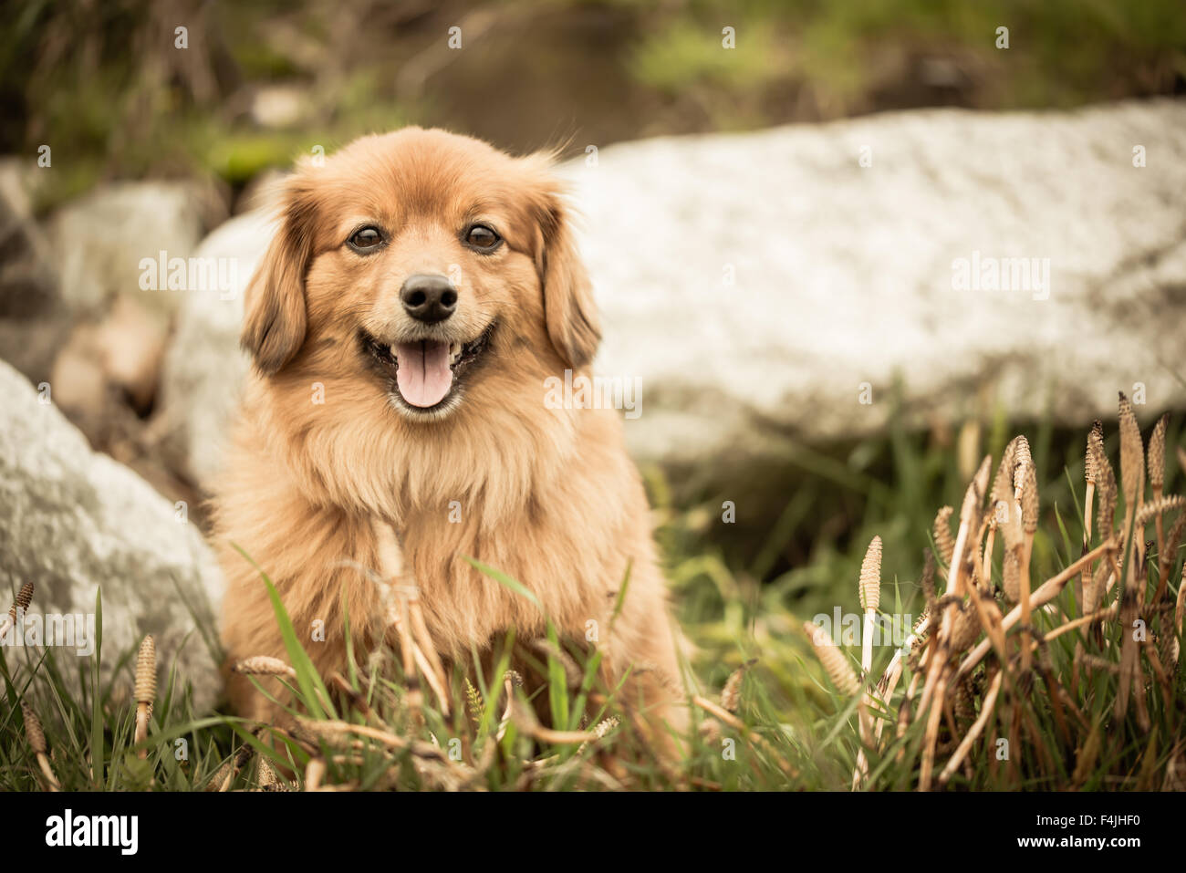 Dog's Portrait - Pomeranian & Dachshund Dog Cross Stock Photo