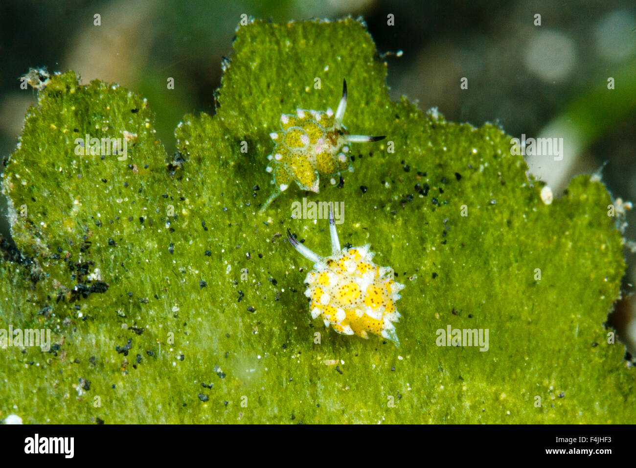 Nudibranchs, Lembeh Strait, North Sulawesi, Indonesia Stock Photo