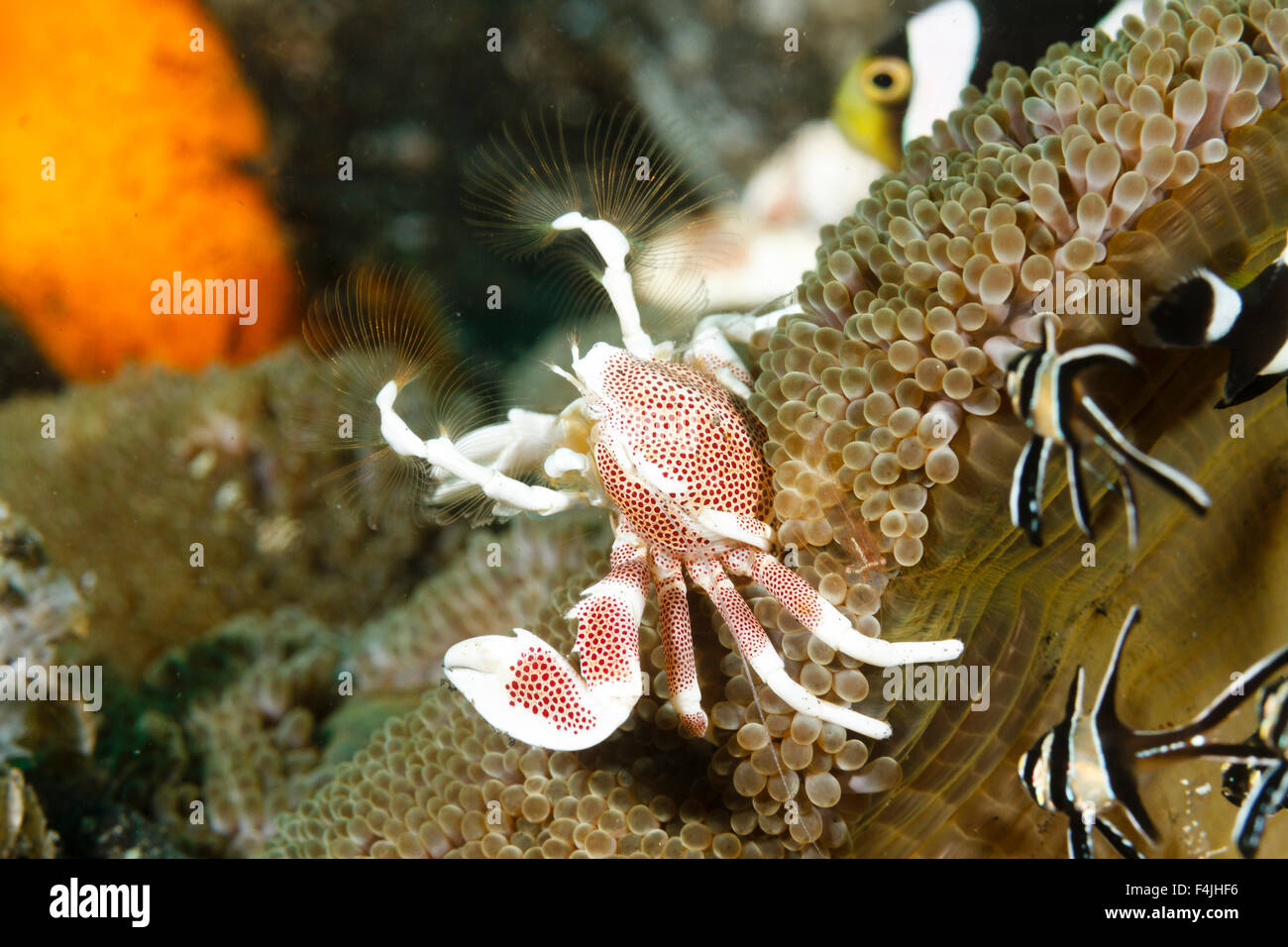 Porcelain crab (Neopetrolisthes maculatus) Lembeh Strait, Indonesia Stock Photo
