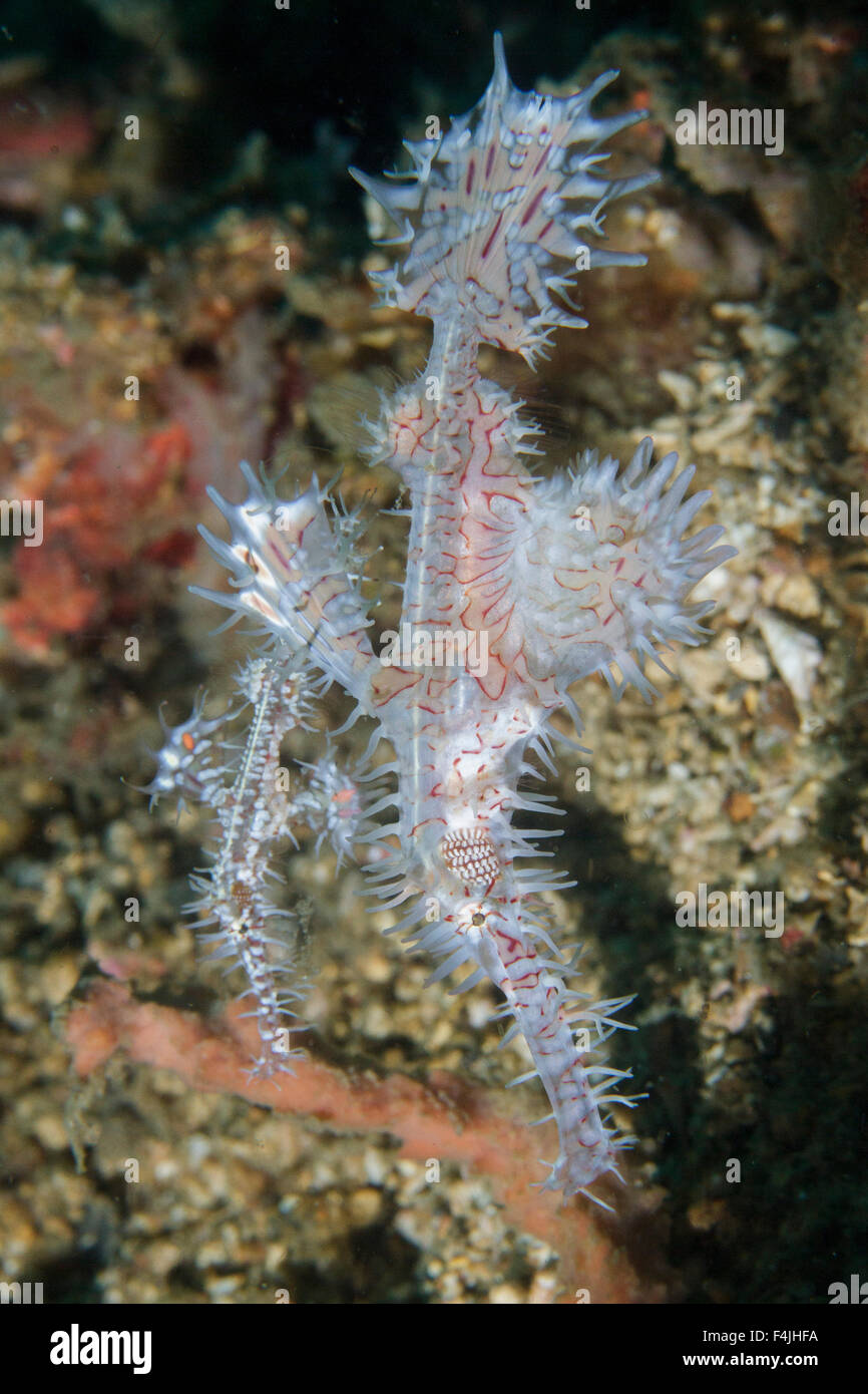 Ornate ghost pipefish (Solenostomus paradoxus) Lembeh Strait, Indonesia Stock Photo