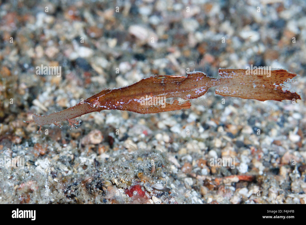 Robust ghost pipefish (Solenostomus cyanopterus) Lembeh Strait, Indonesia Stock Photo