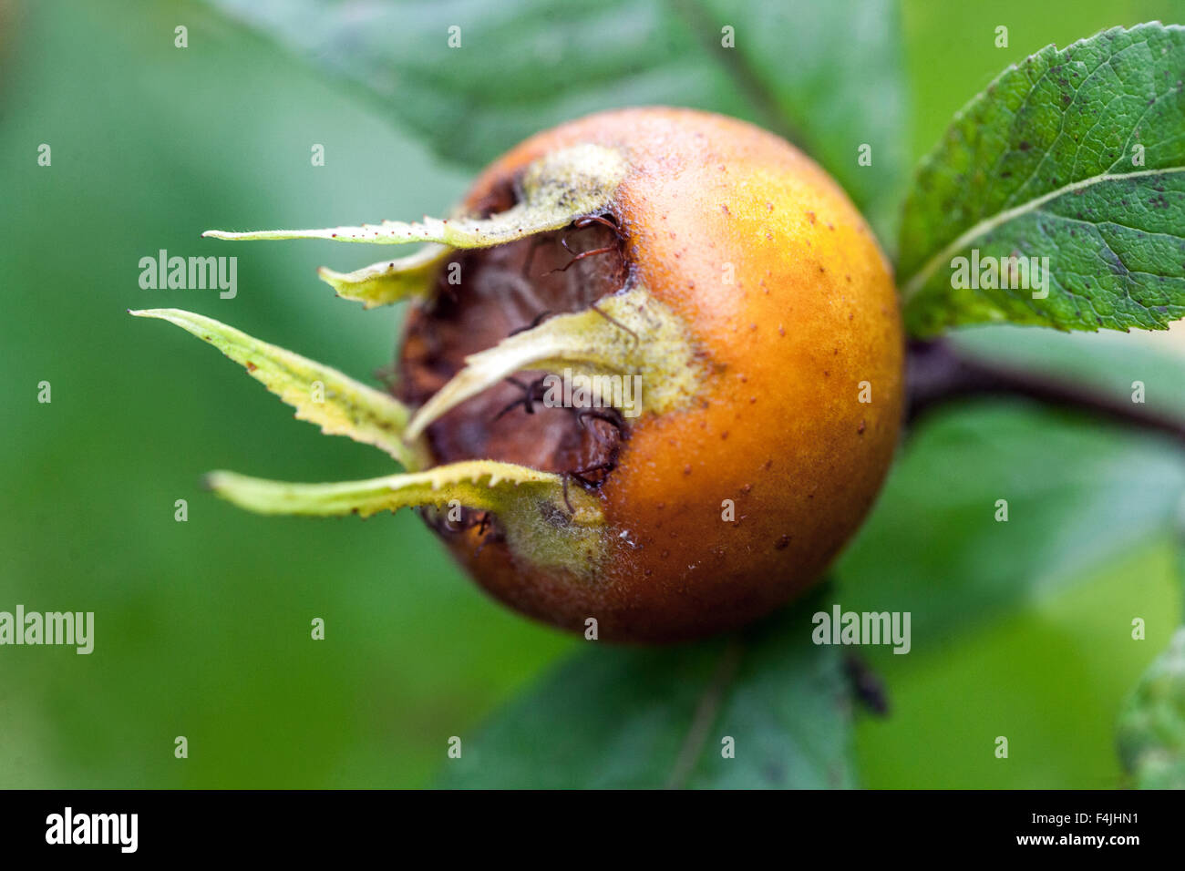 Mespilus germanica fruit, medlar or common medlar Stock Photo
