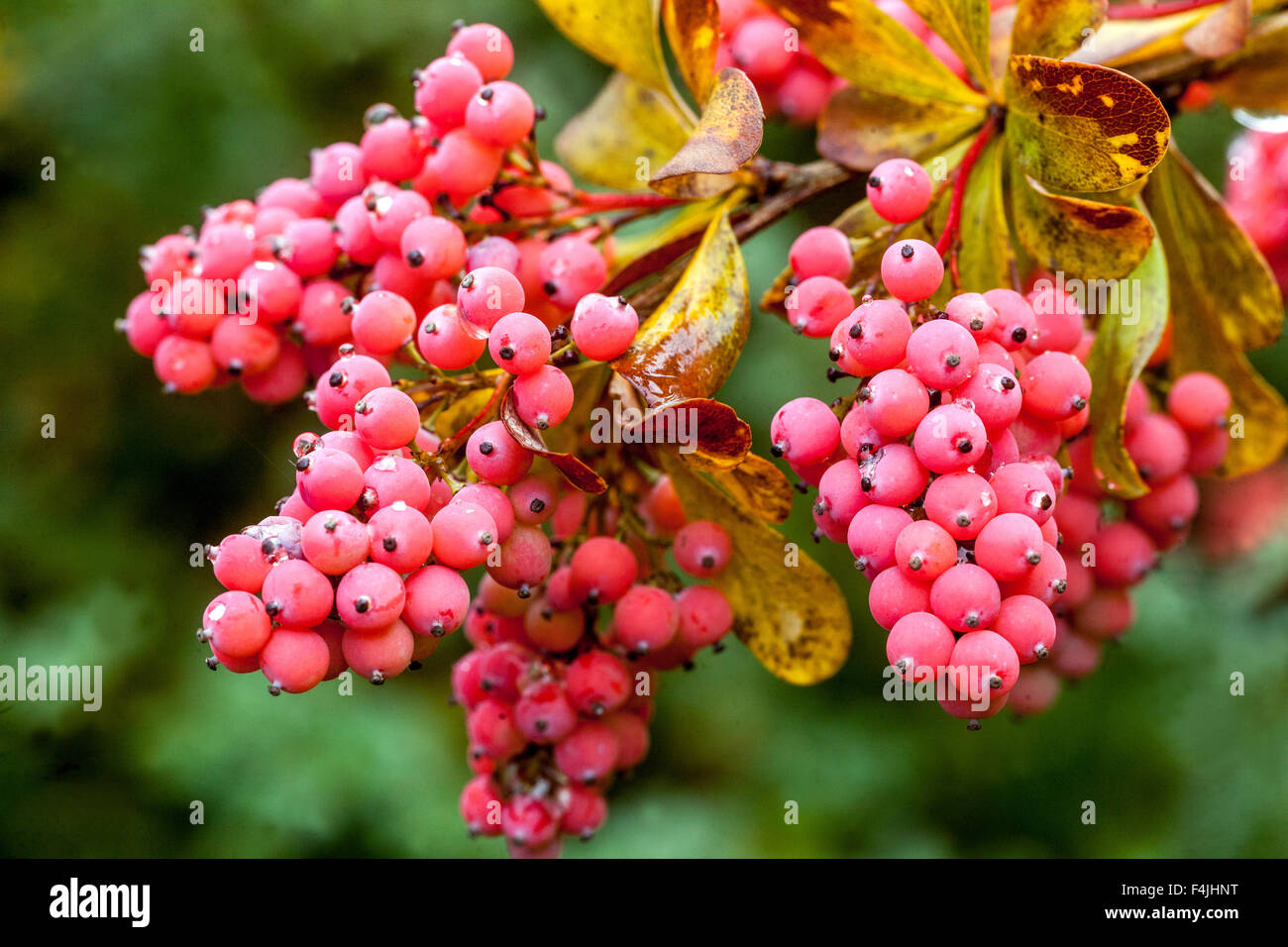 Berberis wilsoniae in autumn Stock Photo